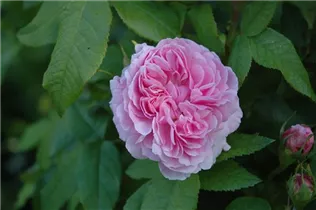  - Rosa x damascena 'Jacques Cartier'