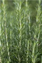 - Rosmarinus officinalis 'Arp'  - Rosmarinus officinalis 'Arp'