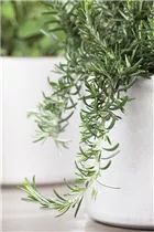  - Rosmarinus officinalis 'Prostratus'