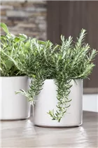  - Rosmarinus officinalis 'Prostratus'