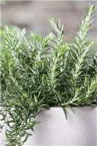  - Rosmarinus officinalis 'Prostratus'