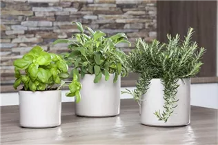  - Rosmarinus officinalis 'Prostratus'