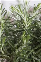  - Rosmarinus officinalis 'Prostratus'
