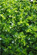 - Rotala rotundifolia  - Rotala rotundifolia