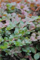 - Rotala rotundifolia  - Rotala rotundifolia