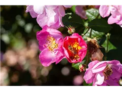- Rosa rubiginosa 'Magnifica'  - Rosa rubiginosa 'Magnifica'