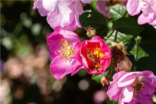 - Rosa rubiginosa 'Magnifica'  - Rosa rubiginosa 'Magnifica'