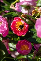 - Rosa rubiginosa 'Magnifica'  - Rosa rubiginosa 'Magnifica'