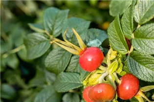 - Rosa rugosa 'Alba'  - Rosa rugosa 'Alba'