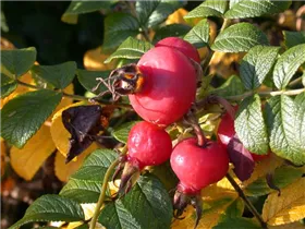  - Rosa rugosa