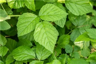  - Rubus caesius