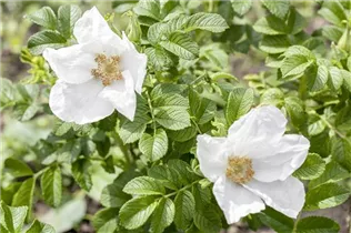 - Rosa rugosa 'Alba'  - Rosa rugosa 'Alba'