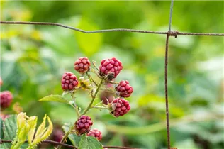 - Rubus fruticosus  - Rubus fruticosus