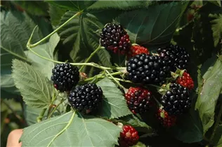  - Rubus fruticosus 'Apache'
