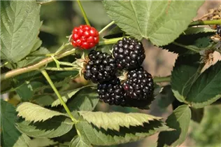  - Rubus fruticosus 'Apache'