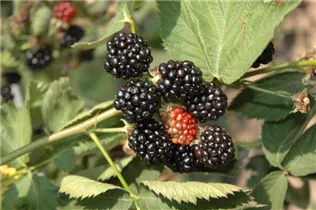  - Rubus fruticosus 'Apache'