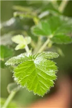  - Rubus fruticosus 'Loch Ness'(s)