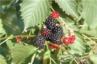  - Rubus fruticosus 'Navaho'®