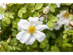 Bibernell-Rose - Rosa spinosissima Bibernell-Rose - Rosa spinosissima