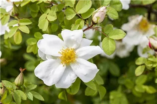 Bibernell-Rose - Rosa spinosissima Bibernell-Rose - Rosa spinosissima
