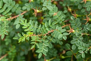 Bibernell-Rose - Rosa spinosissima Bibernell-Rose - Rosa spinosissima