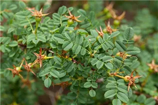 Bibernell-Rose - Rosa spinosissima Bibernell-Rose - Rosa spinosissima