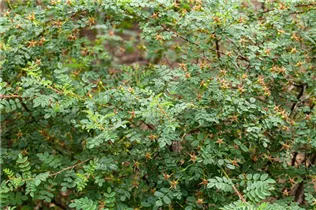 Bibernell-Rose - Rosa spinosissima Bibernell-Rose - Rosa spinosissima