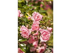 Bodendeckerrose 'The Fairy' - Rosa 'The Fairy' Bodendeckerrose 'The Fairy' - Rosa 'The Fairy'