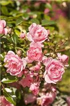 Bodendeckerrose 'The Fairy' - Rosa 'The Fairy' Bodendeckerrose 'The Fairy' - Rosa 'The Fairy'