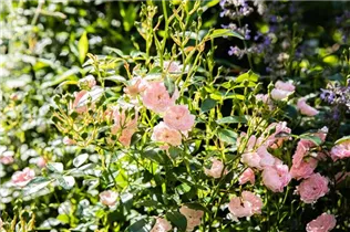 Bodendeckerrose 'The Fairy' - Rosa 'The Fairy' Bodendeckerrose 'The Fairy' - Rosa 'The Fairy'