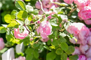 Bodendeckerrose 'The Fairy' - Rosa 'The Fairy' Bodendeckerrose 'The Fairy' - Rosa 'The Fairy'