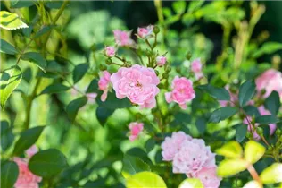 Bodendeckerrose 'The Fairy' - Rosa 'The Fairy' Bodendeckerrose 'The Fairy' - Rosa 'The Fairy'