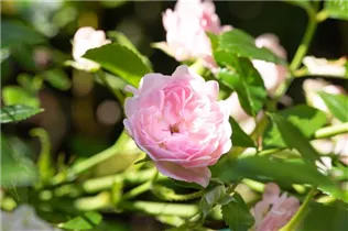 Bodendeckerrose 'The Fairy' - Rosa 'The Fairy' Bodendeckerrose 'The Fairy' - Rosa 'The Fairy'