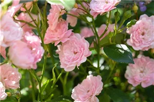 Bodendeckerrose 'The Fairy' - Rosa 'The Fairy' Bodendeckerrose 'The Fairy' - Rosa 'The Fairy'