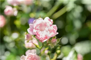 Bodendeckerrose 'The Fairy' - Rosa 'The Fairy' Bodendeckerrose 'The Fairy' - Rosa 'The Fairy'