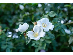 Stumpfblättrige Rose - Rosa tomentella Stumpfblättrige Rose - Rosa tomentella