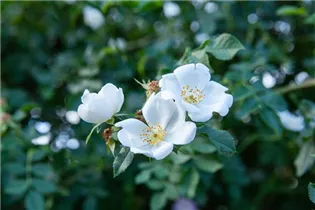 Stumpfblättrige Rose - Rosa tomentella Stumpfblättrige Rose - Rosa tomentella
