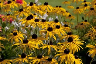 - Rudbeckia fulgida var. sullivantii 'Goldsturm'  - Rudbeckia fulgida var. sullivantii 'Goldsturm'