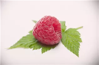  - Rubus idaeus 'Himbo-Top'®