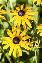 - Rudbeckia fulgida var. sullivantii 'Goldsturm'  - Rudbeckia fulgida var. sullivantii 'Goldsturm'