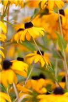 - Rudbeckia fulgida var. sullivantii 'Goldsturm'  - Rudbeckia fulgida var. sullivantii 'Goldsturm'