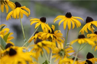 - Rudbeckia fulgida var. sullivantii 'Goldsturm'  - Rudbeckia fulgida var. sullivantii 'Goldsturm'