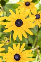 - Rudbeckia fulgida var. sullivantii 'Goldsturm'  - Rudbeckia fulgida var. sullivantii 'Goldsturm'