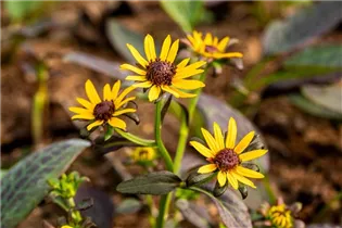  - Rudbeckia fulgida var. sullivantii 'Little Goldstar'