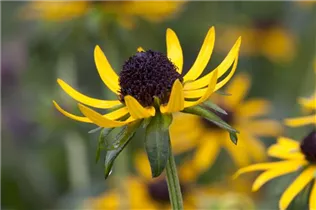  - Rudbeckia fulgida var. sullivantii 'Little Goldstar'