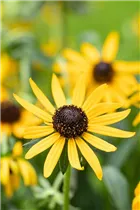  - Rudbeckia fulgida var. sullivantii 'Little Goldstar'