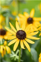  - Rudbeckia fulgida var. sullivantii 'Little Goldstar'