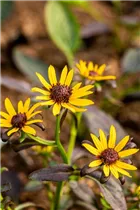  - Rudbeckia fulgida var. sullivantii 'Little Goldstar'