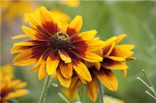  - Rudbeckia hirta 'Cherokee Sunset'®