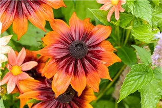  - Rudbeckia hirta 'Chocolate Orange'